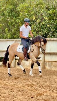 PSL Bayo Wallach 4 Jahre alt - ca. 1.50 m, Thomas Adams (Caballos PRE), Konie na sprzedaż, Bell