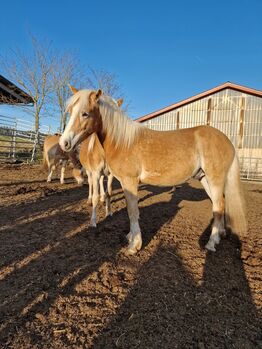 Haflingerwallach, Marco Dreßler, Konie na sprzedaż, Mauern