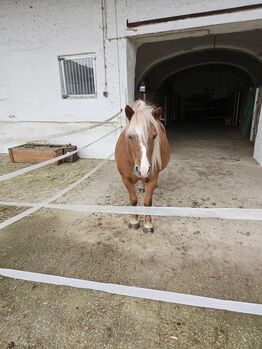 Shetlandpony Wallach