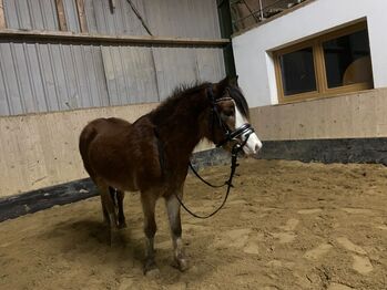 Welsh A Pony Wallach, Anna , Konie na sprzedaż, Hermsdorf