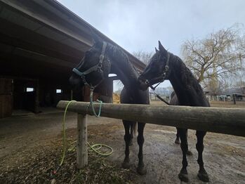 Ö-Warmblut Wallach-Stockmaß 182cm- 11 Jahre