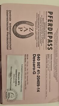 Ö-Warmblut Wallach-Stockmaß 182cm- 11 Jahre