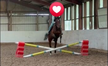15.3hb Tb gelding