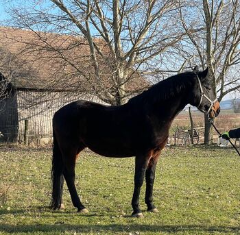 Warmblutwallach, H. P., Konie na sprzedaż, 2100