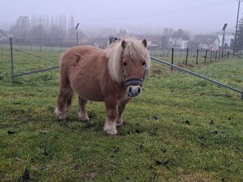Shettywallach zu verkaufen, Melanie Humbert, Konie na sprzedaż, Berdorf