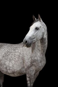 Wallach sucht Reitbeteiligung, Bettina Stein - Gessner, Konie na sprzedaż, Waidhofen an der Ybbs