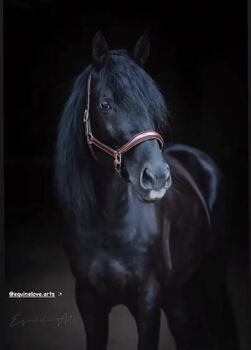 Trakehner Wallach, Yvonne Wendel, Konie na sprzedaż, Eckental