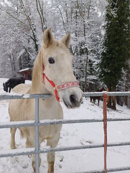 Warmblut Wallach, Regina , Konie na sprzedaż, Kainach bei Voitsberg