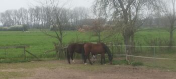 Warmblutwallach sucht.....