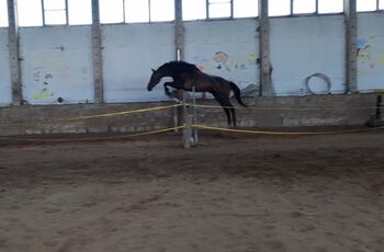 Wallach mit schönen Grundgangarten