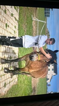 Kaltblut Wallach, Tanja Kufner , Konie na sprzedaż, Kipfenberg