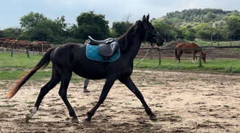 Wallach Fohlenpferd 3 Jahre alt