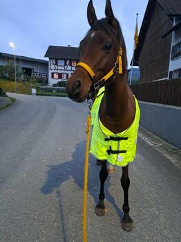 Waldhausen REFLEX Ausreitdecke mit Leuchtstreifen Waldhausen