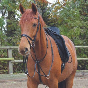 Waldhausen X-Line Martingal FULL UVP 39,95€, WOW Pferd  (WOW Pferd), Hilfszügel, Bayern - Attenkirchen