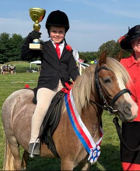 Welsh mountain pony A, Petra, Konie na sprzedaż, Vrskmaň