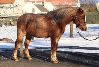 Welsh mountain pony A