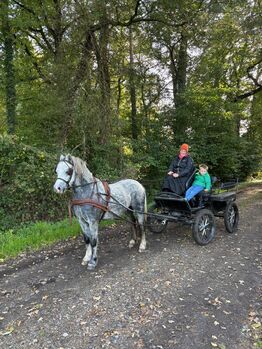 Welsh a Pony zu verkaufen, Rita Bruns , Konie na sprzedaż, Tecklenburg 