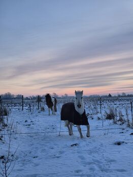 Wallach 3-15J. 152-158cm, Wencke , Pferd kaufen, Wesselburener-Deichhausen