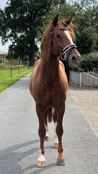 Wallach von Be my Dancer *2023