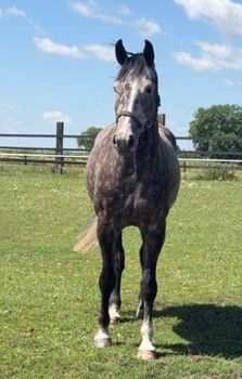 Wallach Clemence x Cordalme Z/Diamant de Semilly