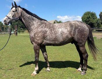 Wallach Clemence x Cordalme Z/Diamant de Semilly, Ann, Konie na sprzedaż, Penkun 