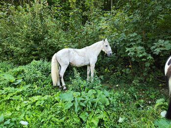 Wanderreit und Bodenarbeits-Pferd, Lusitano-Wallach, Felix, Horses For Sale, Pressbaum
