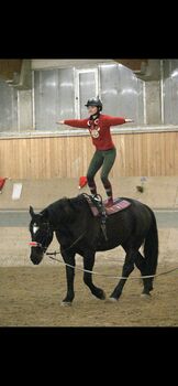 Warmblut-Kaltblut Mix