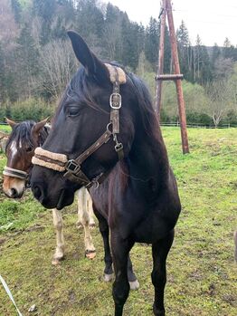 Warmblutstute, Daniel Pötsch , Horses For Sale, Irdning 