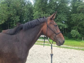 Warmblut Stute, Kaffee-Tasse09, Horses For Sale, Rhauderfehn