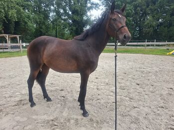 Warmblut Stute