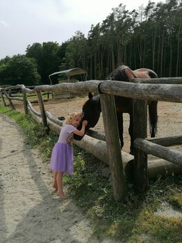 Warmblut Wallach, Rothmann Romana , Horses For Sale, Heiligenkreuz Im Lafnitztal 