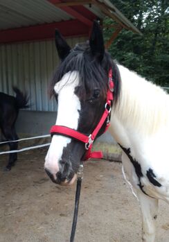 Warmblut-Tinker-Jährling (Wallach), Michaela, Horses For Sale, Leibnitz