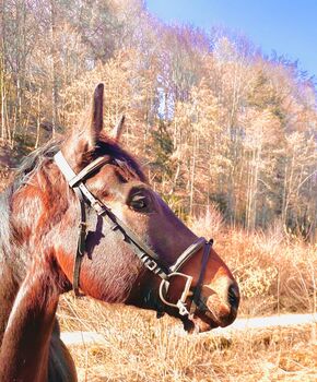 Warmblut wallach, Feil, Horses For Sale, Warth