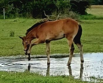 Warmblutfohlen, Silke Federowitz , Horses For Sale, Kluis