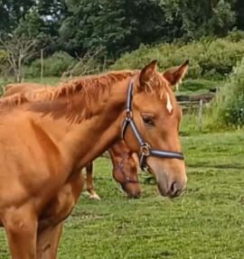 Warmblutfohlen, Silke Federowitz , Horses For Sale, Kluis