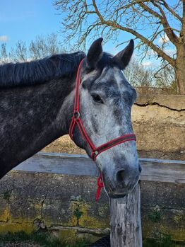 Warmblüter, Wallach, Fahrpferd, Katja Arndt, Horses For Sale, Schönwalde-Glien