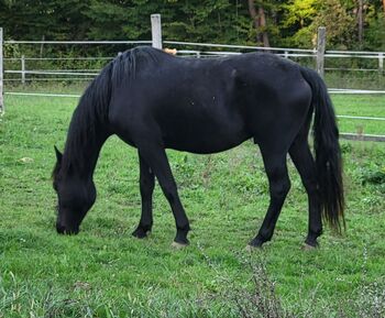 Warmblut Wallach, Rothmann Romana , Horses For Sale, Heiligenkreuz Im Lafnitztal 