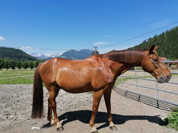 Warmblutwallach