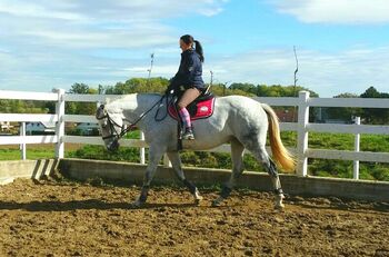 Warmblut Stute Schimmel Seelenpferd, Jolanta, Horses For Sale, Hörsching