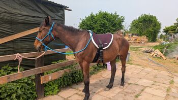Warmblut Stute