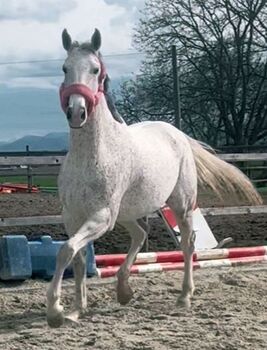 Warmblutstute mit Power abst. von Leonardo x Blueridge Dancer