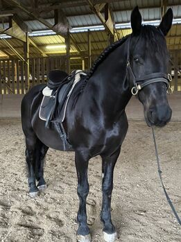 Warmblutmix, BaPi, Horses For Sale, Sankt Martin am Wöllmißberg