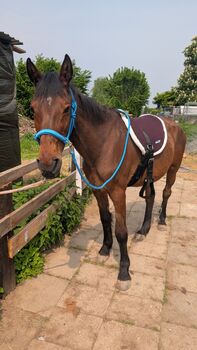Warmblut Stute, Jenny, Horses For Sale, Bonn