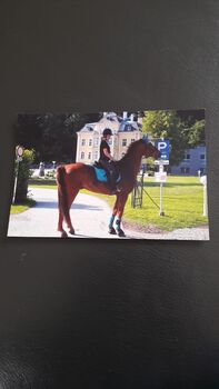 Warmblutwallach, Caroline, Horses For Sale, Roßleithen