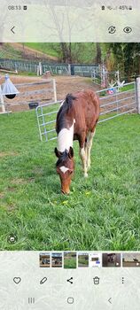 Warmblutwallach, Brigitte Grabner , Horses For Sale, Vorau