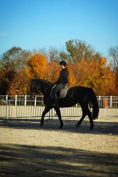 Warmblut-Kaltblut Mix, Stefanie Schraut, Pferd kaufen, Mönchhof