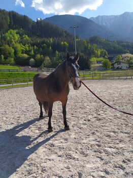 Warmblut Mischling, Bettina Drexel, Pferd kaufen, Inzing