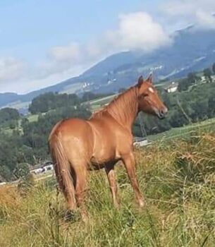 WARMBLUT Mixstute, Karin Kienberger , Horses For Sale, St. Veit an der Glan