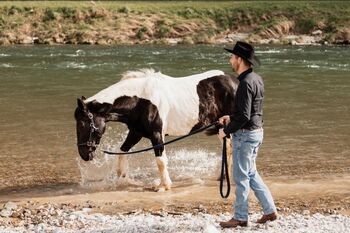 Warmblut Stute, Carmen , Pferd kaufen, Basadingen