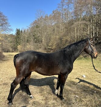 Warmblut wallach